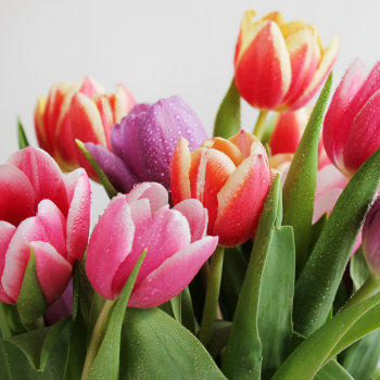 Bouquet de tulipe colorées